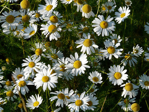 Chamomile