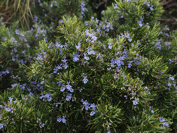 Rosemary